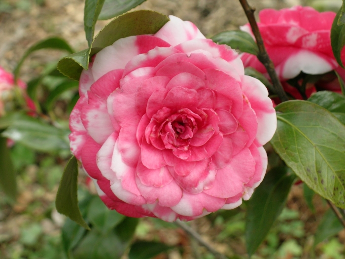 camellia_japonica_comte_boutourlin.jpg