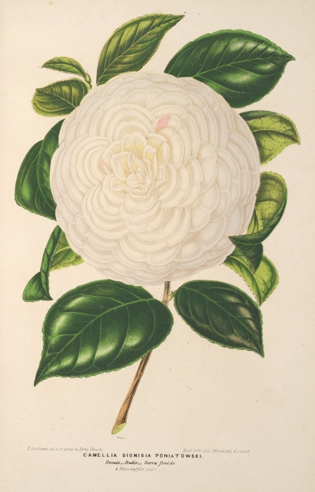 lillustration_horticole_1865_camellia_dionisias.jpg