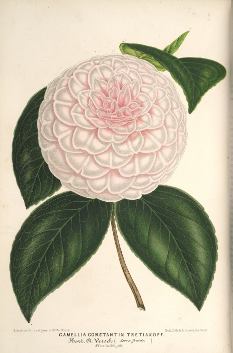 lillustration_horticole_1867_camellia_constantin_tretiakoff.jpg