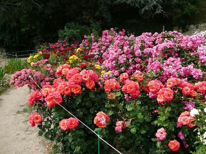 nikitsky_garden_roses_004.jpg