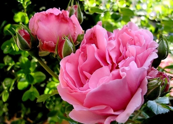 roses-celebres-comtesse-de-segur.jpg